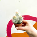 Peruvian Old Man Cactus - Espostoa lanata - Sprouts of Bristol
