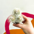 Peruvian Old Man Cactus - Espostoa lanata - Sprouts of Bristol