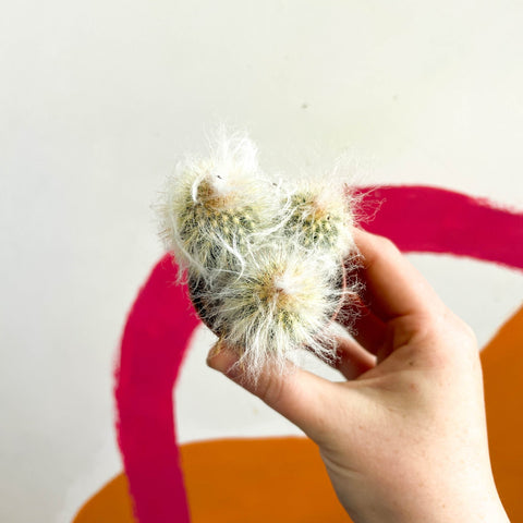 Peruvian Old Man Cactus - Espostoa lanata - Sprouts of Bristol