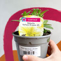 Petunia 'Yellow Dream' - UK Grown - Sprouts of Bristol