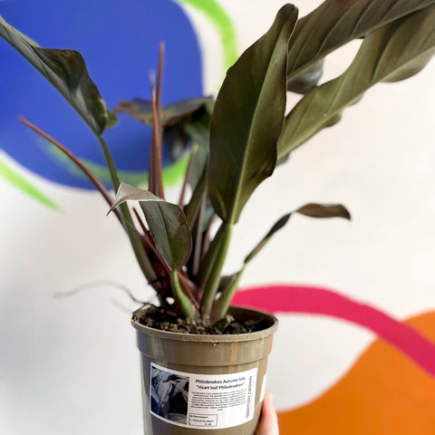 Philodendron 'Autumn Falls' - British Grown - Sprouts of Bristol