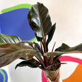 Philodendron 'Autumn Falls' - British Grown - Sprouts of Bristol