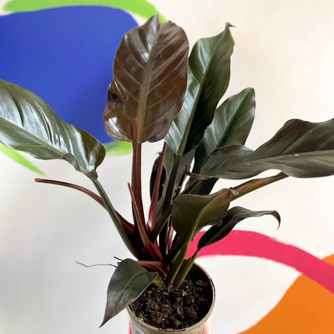 Philodendron 'Autumn Falls' - British Grown - Sprouts of Bristol