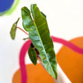 Philodendron billietiae - Sprouts of Bristol