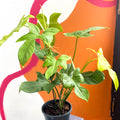 Philodendron bipennifolium aurea ’Golden Violin’ - Sprouts of Bristol