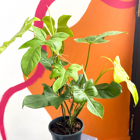Philodendron bipennifolium aurea ’Golden Violin’ - Sprouts of Bristol