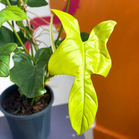 Philodendron bipennifolium aurea ’Golden Violin’ - Sprouts of Bristol
