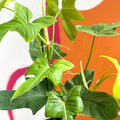 Philodendron bipennifolium aurea ’Golden Violin’ - Sprouts of Bristol