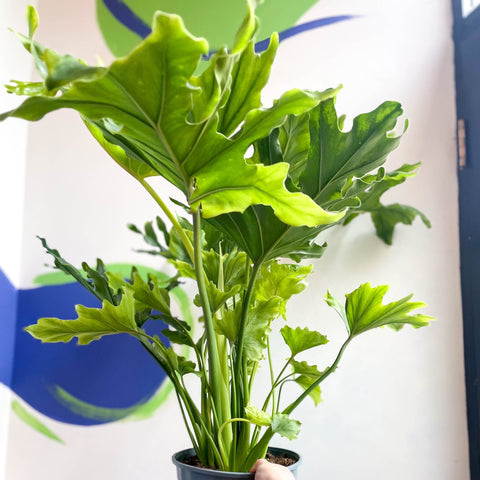 Philodendron bipinnatifidum 'Little Hope' - Sprouts of Bristol