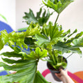 Philodendron bipinnatifidum 'Little Hope' - Sprouts of Bristol
