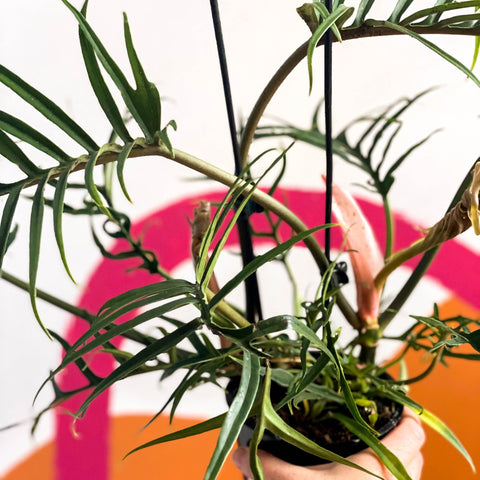 Philodendron bipinnatifidum 'Tortum' - Sprouts of Bristol