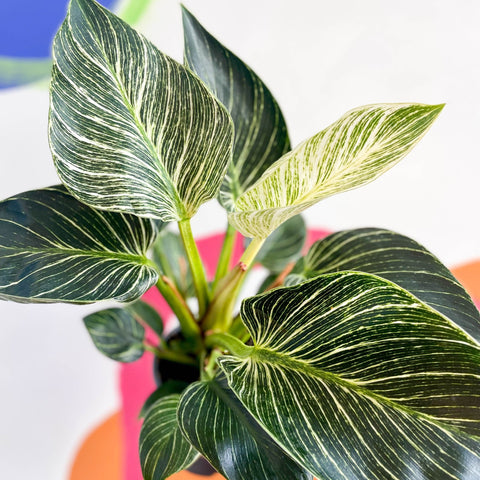 Philodendron birkin - Sprouts of Bristol