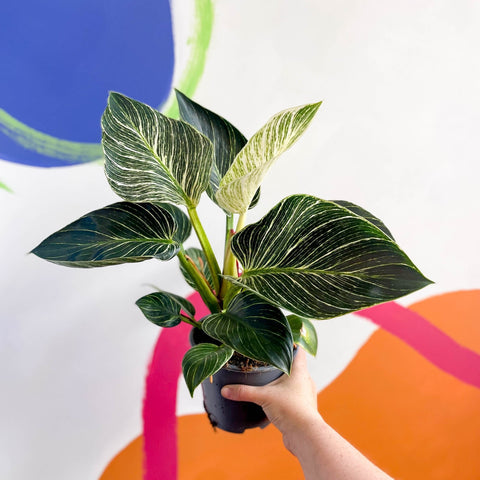 Philodendron birkin - Sprouts of Bristol