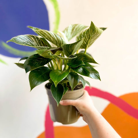 Philodendron 'Birkin' - British Grown - Sprouts of Bristol