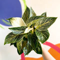 Philodendron 'Birkin' - British Grown - Sprouts of Bristol