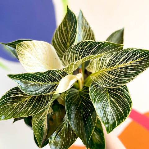 Philodendron 'Birkin' - British Grown - Sprouts of Bristol