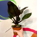 Philodendron 'Black Cardinal' - Sprouts of Bristol
