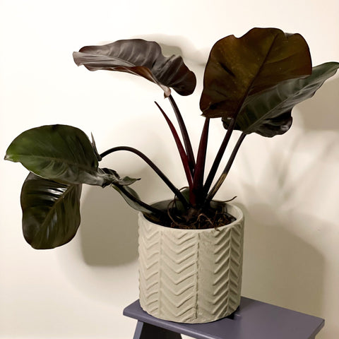 Philodendron 'Black Cardinal' - Sprouts of Bristol
