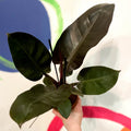 Philodendron 'Black Cardinal' - Sprouts of Bristol