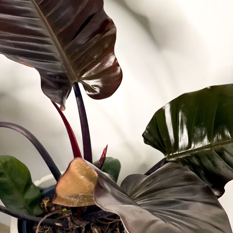 Philodendron 'Black Cardinal' - Sprouts of Bristol