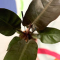Philodendron 'Black Cardinal' - Sprouts of Bristol