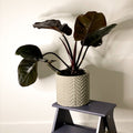 Philodendron 'Black Cardinal' - Sprouts of Bristol