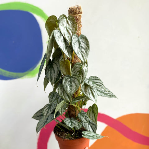 Philodendron brandtianum - Sprouts of Bristol