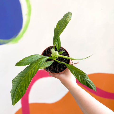 Philodendron campii 'Lynette' - Sprouts of Bristol