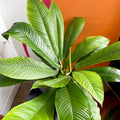 Philodendron campii 'Lynette' - Sprouts of Bristol