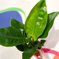 Philodendron erubescens 'Imperial Green' - Sprouts of Bristol