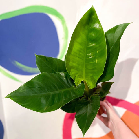 Philodendron erubescens 'Imperial Green' - Sprouts of Bristol