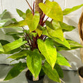 Philodendron erubescens 'Painted Lady' - Sprouts of Bristol