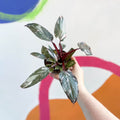 Philodendron erubescens 'Pink Princess' - Sprouts of Bristol