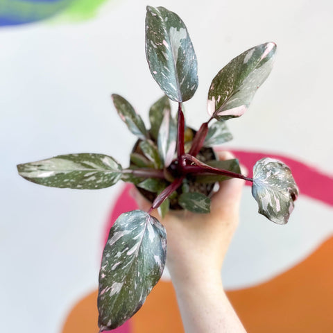 Philodendron erubescens 'Pink Princess' - Sprouts of Bristol