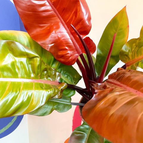Philodendron erubescens 'Prince of Orange' - British Grown - Sprouts of Bristol