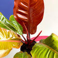 Philodendron erubescens 'Prince of Orange' - British Grown - Sprouts of Bristol