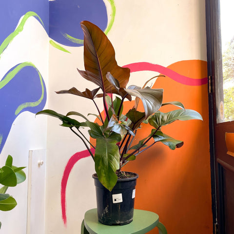 Philodendron 'Florida Bronze' - Sprouts of Bristol