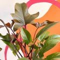 Philodendron 'Florida Bronze' - Sprouts of Bristol