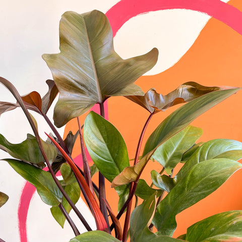 Philodendron 'Florida Bronze' - Sprouts of Bristol