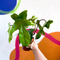 Philodendron 'Florida Green' - Sprouts of Bristol