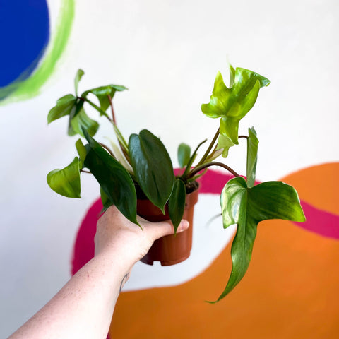 Philodendron 'Florida Green' - Sprouts of Bristol
