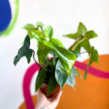 Philodendron 'Florida Green' - Sprouts of Bristol