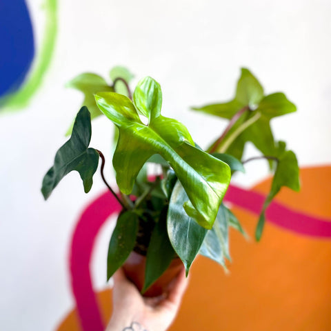 Philodendron 'Florida Green' - Sprouts of Bristol