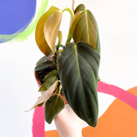 Philodendron gigas - Sprouts of Bristol