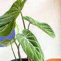 Philodendron 'Gloriosum' - Sprouts of Bristol