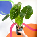 Philodendron gloriosum - Sprouts of Bristol