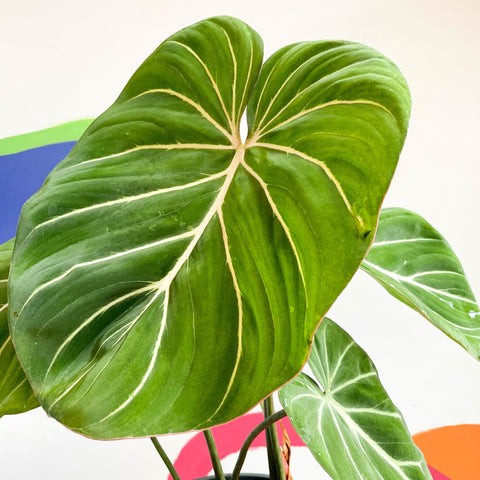 Philodendron 'Gloriosum' - Sprouts of Bristol