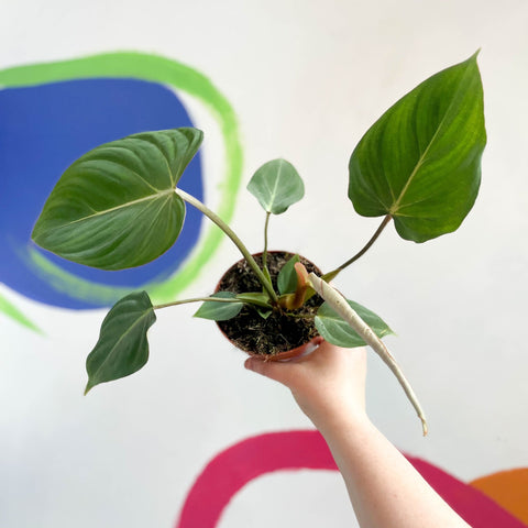 Philodendron gloriosum - Sprouts of Bristol