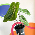 Philodendron 'Gloriosum' - Sprouts of Bristol