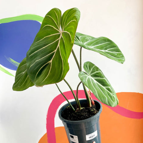 Philodendron 'Gloriosum' - Sprouts of Bristol
